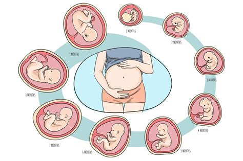 Prenatal .